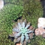 Sedum rubens Hoja