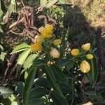 Senna septemtrionalis Λουλούδι