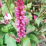 Bistorta amplexicaulis Floare