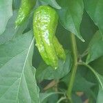 Capsicum frutescensFruit