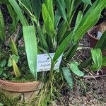 Prosthechea fragrans 葉