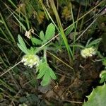 Anthyllis cornicina Flor