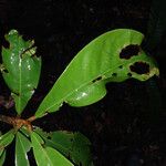 Ecclinusa ramiflora Leaf