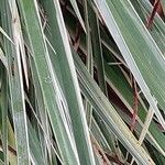 Acorus calamus Blatt