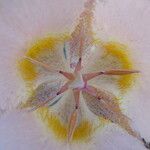 Calochortus persistens Λουλούδι