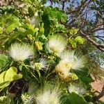 Albizia lebbeck Other