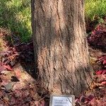 Koelreuteria paniculata പുറംതൊലി