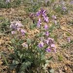 Orychophragmus violaceus Hábito