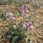 Orychophragmus violaceus Habit