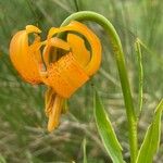 Lilium carniolicum Bloem