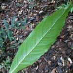 Quiina guianensis Leaf