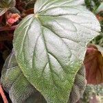 Begonia minor Hoja