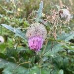 Cirsium eriophorumFlor