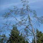 Nothofagus obliqua Hábito