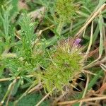 Verbena bipinnatifida Floro