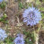 Jasione montana 花