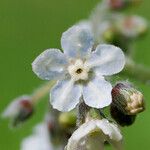 Cynoglossum virginianum Λουλούδι