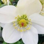 Helleborus niger Virág