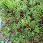 Pinus mugo 整株植物