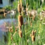 Typha minima Ffrwyth