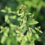 Hypericum hirsutum Fula