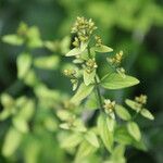 Hypericum hirsutum Fleur