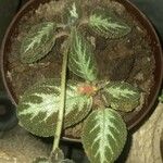 Episcia lilacina Hoja