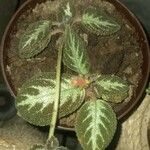 Episcia lilacina Fuelha