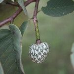 Annona senegalensis Fruit