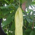 Saraca indica Leaf