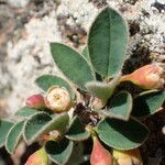 Cotoneaster pyrenaicus Blüte