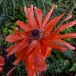 Papaver orientale Цветок