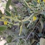 Phlomis olivieri Bark