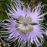 Dianthus hyssopifolius Fleur