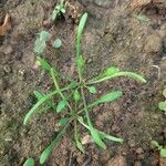 Limosella aquatica Leaf