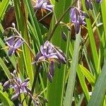 Iris versicolor Annet
