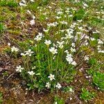 Saxifraga androsacea List