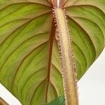 Philodendron mamei পাতা
