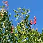 Erythrina humeana Flor