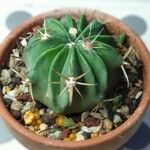 Echinocactus texensis Yaprak