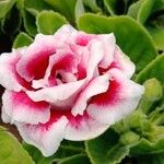 Gloxinia perennis Цветок