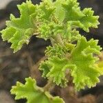 Pelargonium crispum Ліст