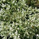 Eupatorium altissimum Blüte