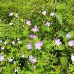 Geranium sylvaticumÇiçek