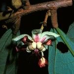Theobroma grandiflorum Flor