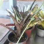 Cryptanthus zonatus Φύλλο