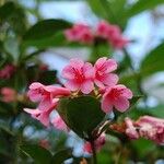 Rhododendron dielsianum