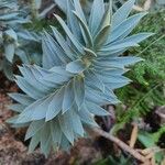 Euphorbia rigida Blatt