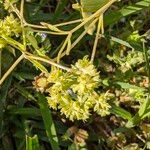 Valeriana locusta Otro