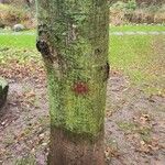 Alnus incana Altres